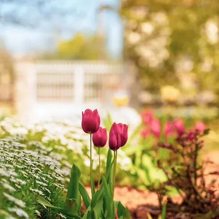 דירה Olga פורץ